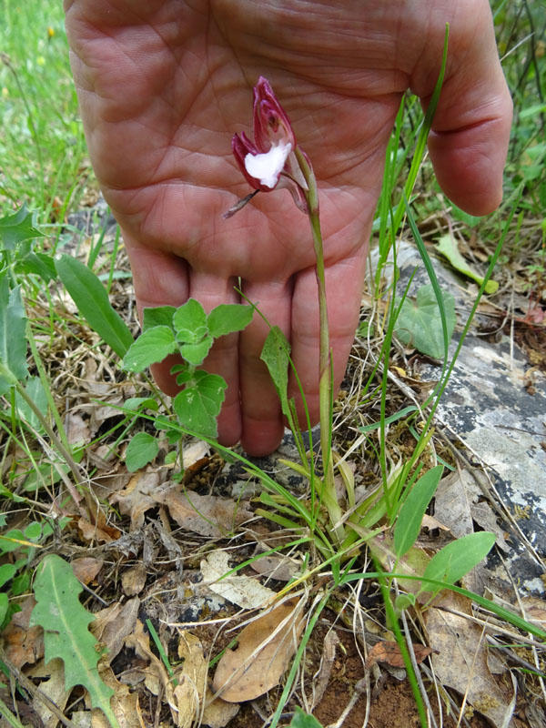 Anacamptis papilionacea